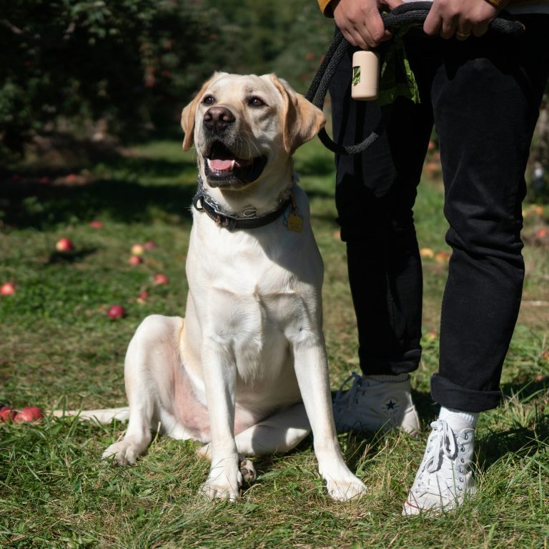 Labrador sitzt auf der Wiese, umgeben von Äpfeln, ein Mensch steht daneben.