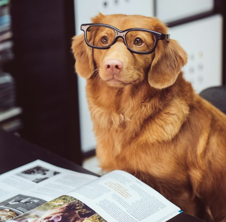 Süßer Hund mit Brille, der an einem Tisch mit einer Zeitschrift sitzt.