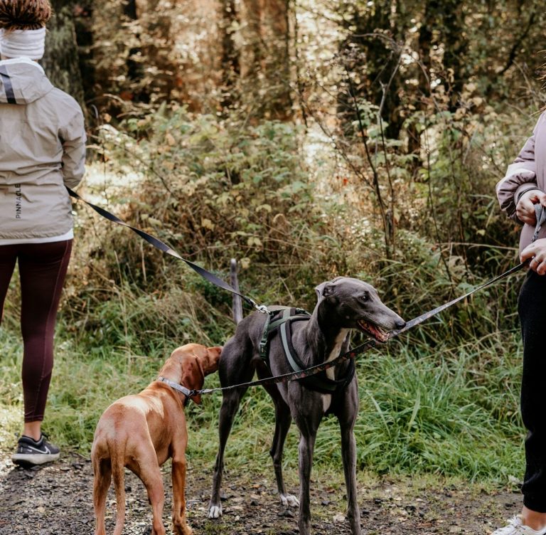 Zwei Personen mit Hunden in einem Waldgebiet, umgeben von Bäumen und Pflanzen.